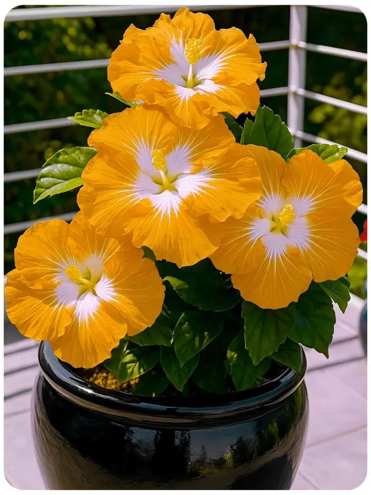 🌺 Rare Hibiscus Seeds – Year-Round Blooms in Pots