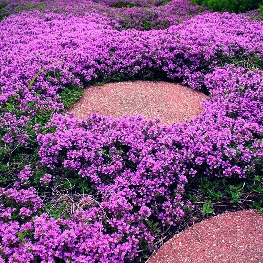 📣Optimal Ground Cover✨Creeping Thyme Seeds