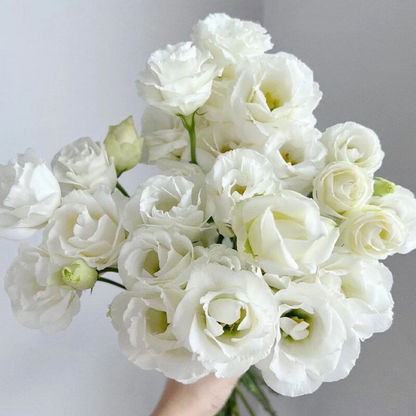 🔥53%OFF Mixed-Color Lisianthus 💥Best selling in 2026