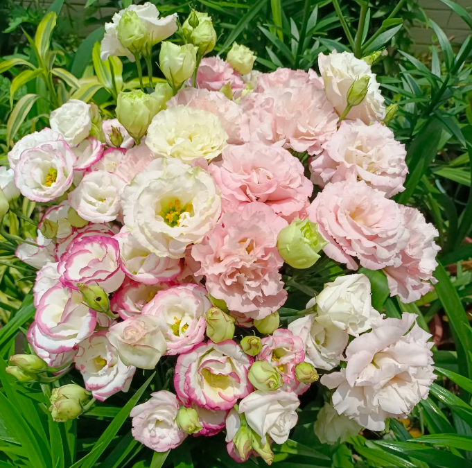 💐Lisianthus – Timeless Beauty, Everlasting Love💫