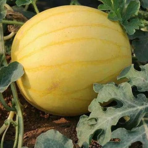 Gold In Gold Hybrid Watermelon Seeds