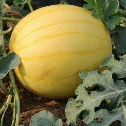 Gold In Gold Hybrid Watermelon Seeds