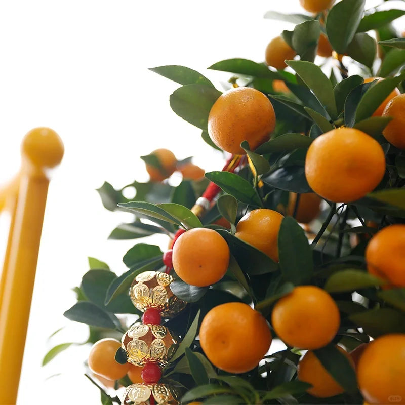 Kumquat Tree Seeds