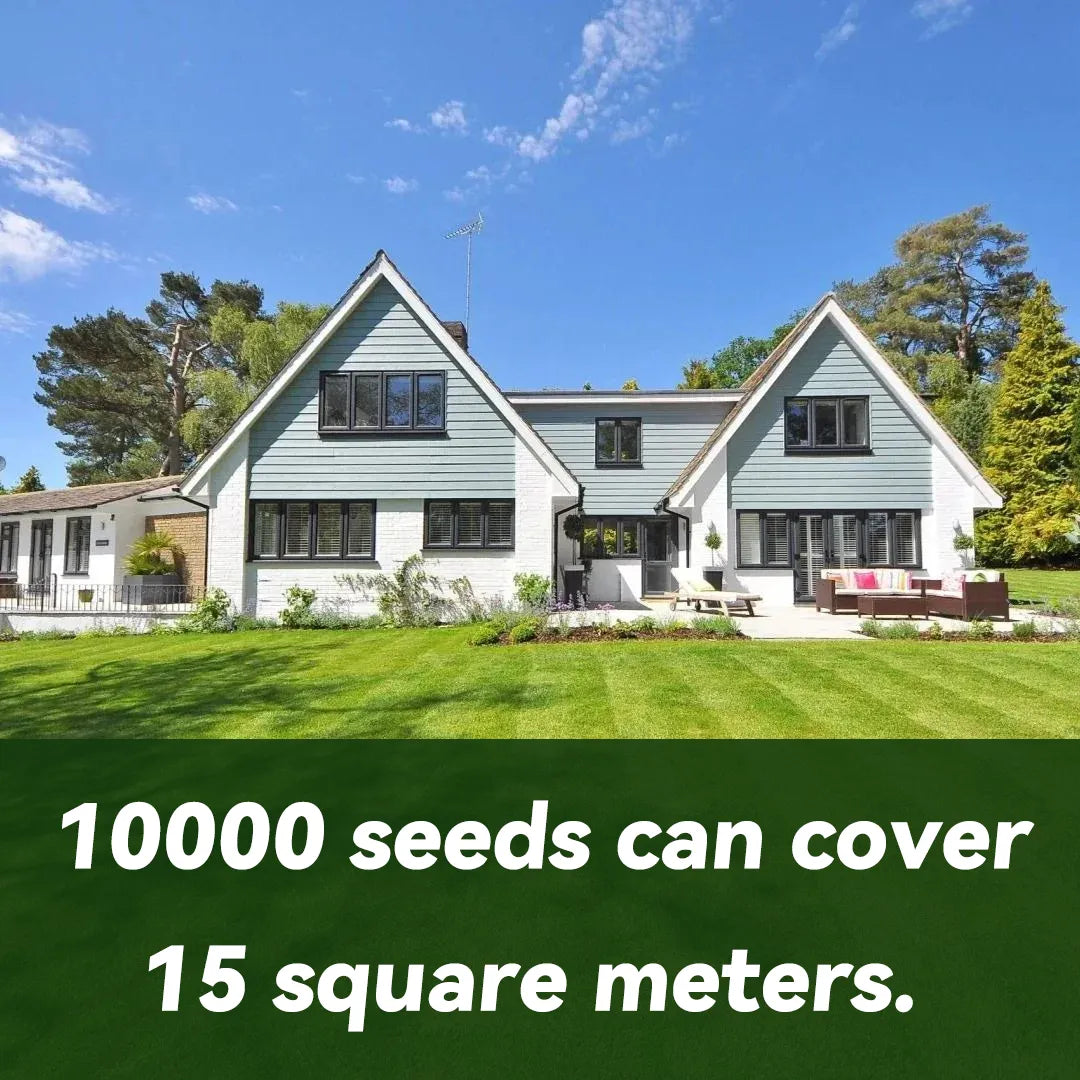 🌱 Four Seasons Evergreen Dwarf Grass Seed | Create Your Perfect Lawn, Starting Here!