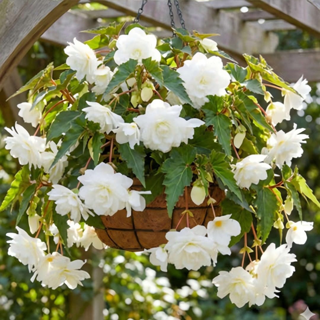 🌺Weeping Begonia Bulbs-Stunning Hanging Basket Flowers
