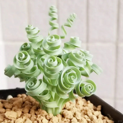 🌿Spiral Grass - Curved and Cute