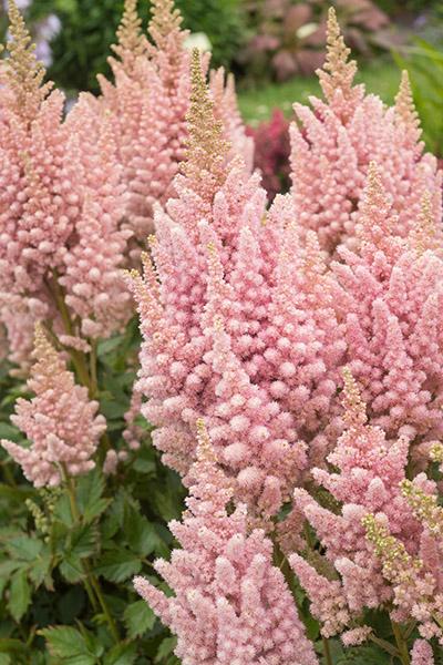 Astilbe chinensis 'Vision Inferno' (Chinese Astilbe)