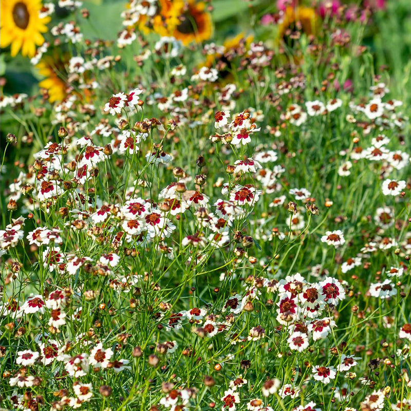 Coreopsis, Ruby Kiss