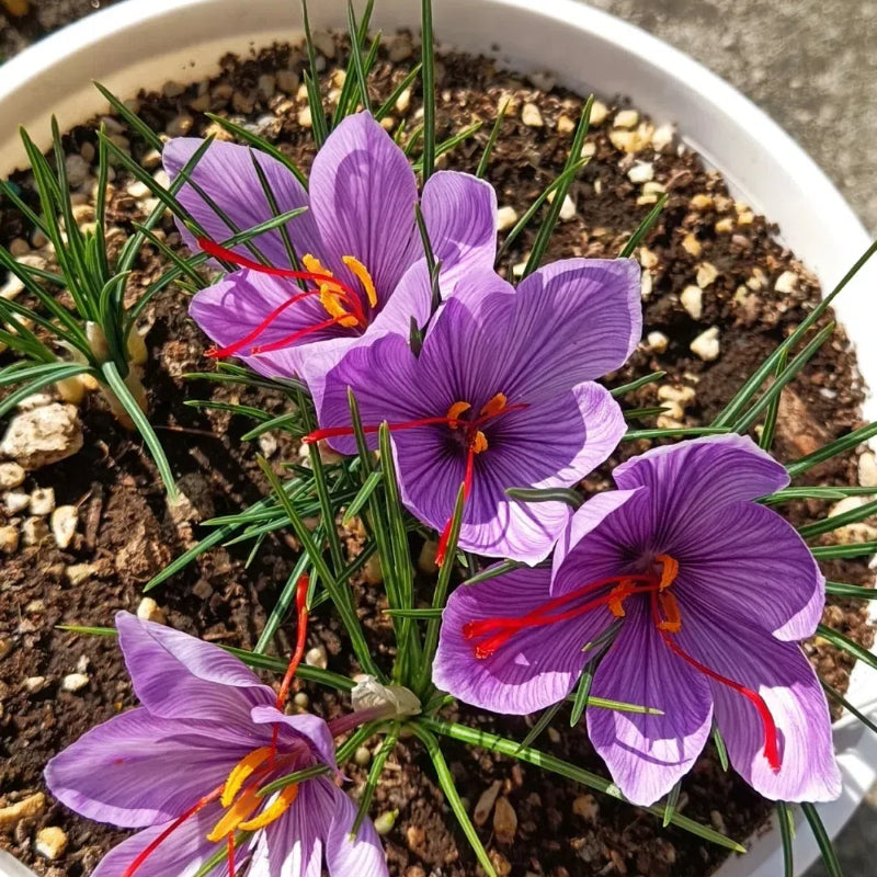 Saffron Crocus Bulbs - Crocus Sativus