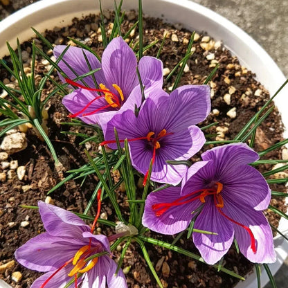 Saffron Crocus Bulbs - Crocus Sativus