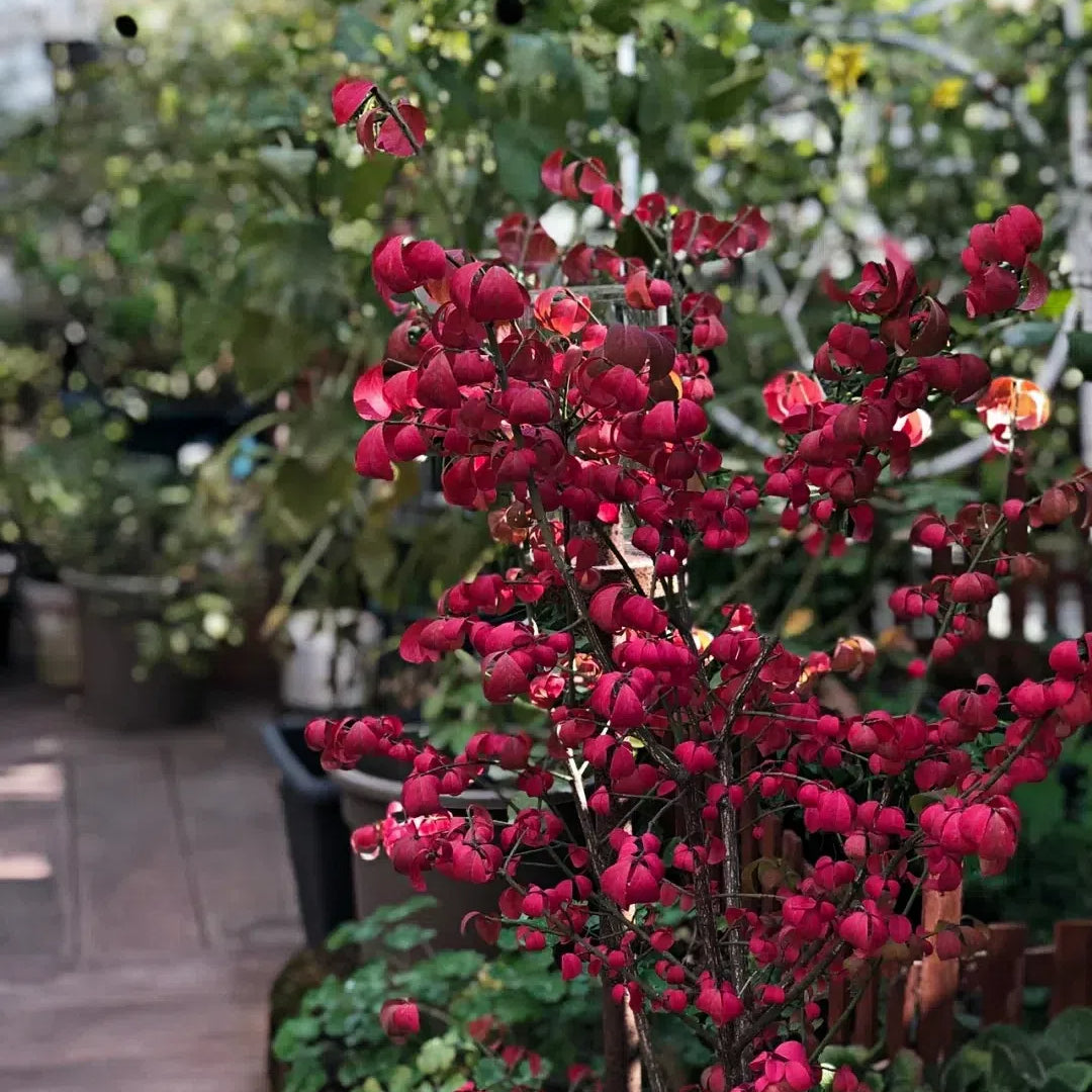 🔥Burning Bush