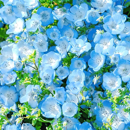 Baby Blue Eyes Seeds