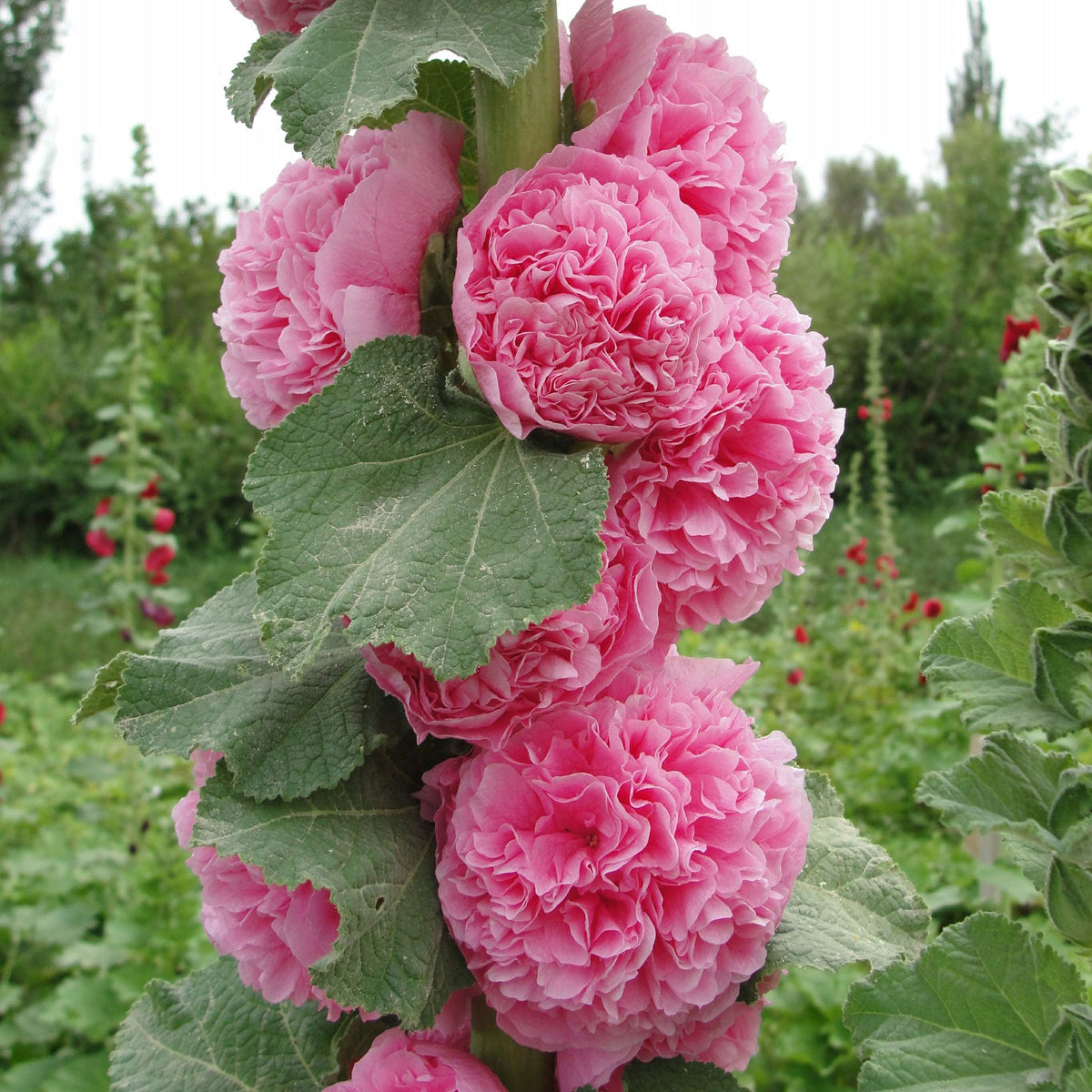 🌸 Giant Double Hollyhock Seeds – Grow a Garden Full of Stunning Blooms