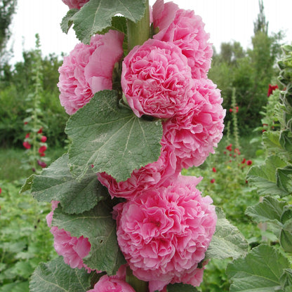 🌸 Giant Double Hollyhock Seeds – Grow a Garden Full of Stunning Blooms