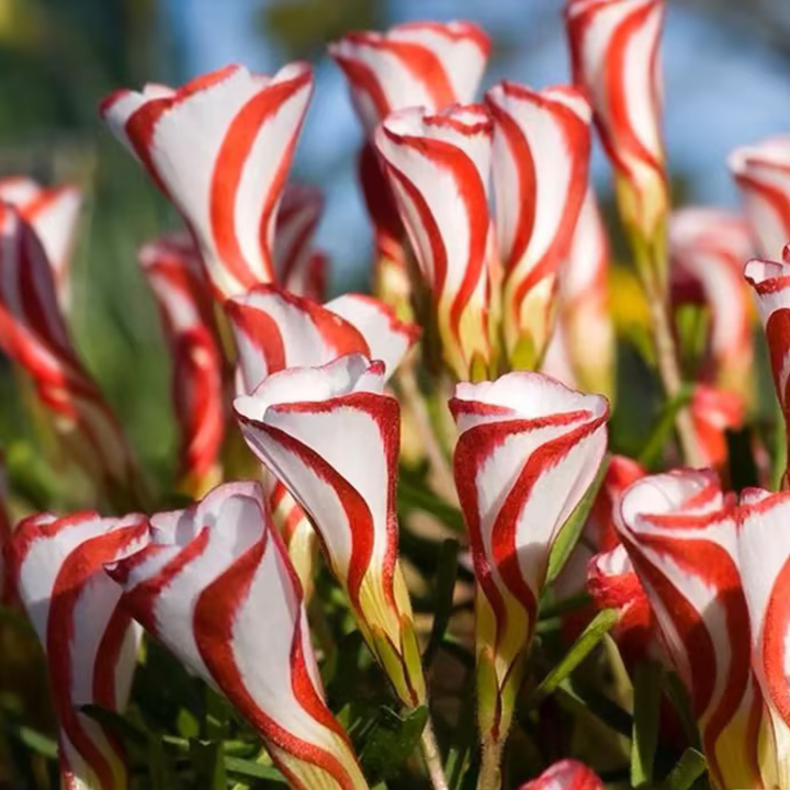 Oxalis Versicolor (Candy Cane Sorrel)