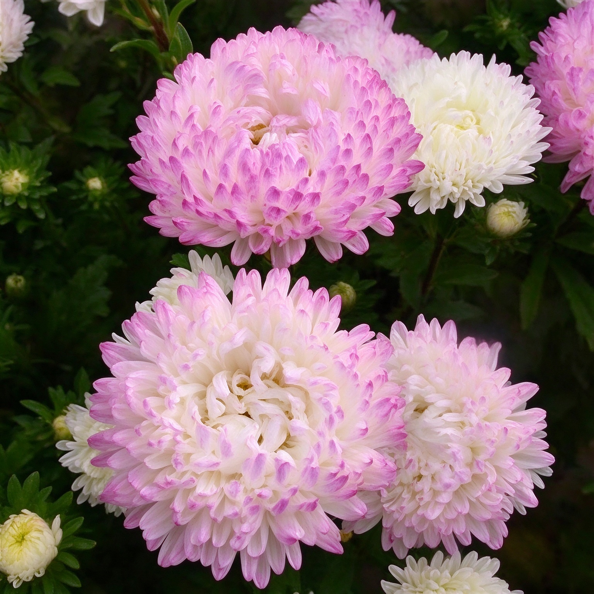 💖Double Pompon China Aster Seeds -Container & Cut Flowers