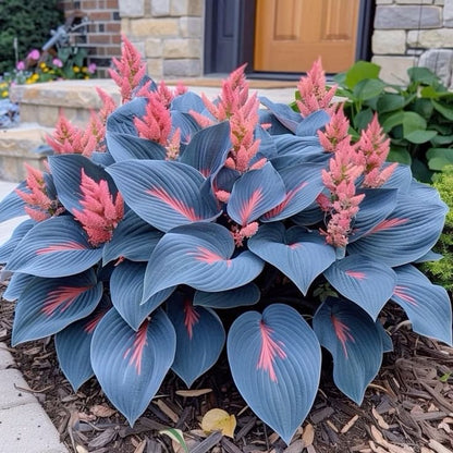 🍃Rare Multi-Colored Hostas Seeds
