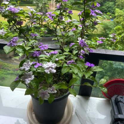 Two-tone jasmine plant-Yesterday-Today-and-Tomorrow💜