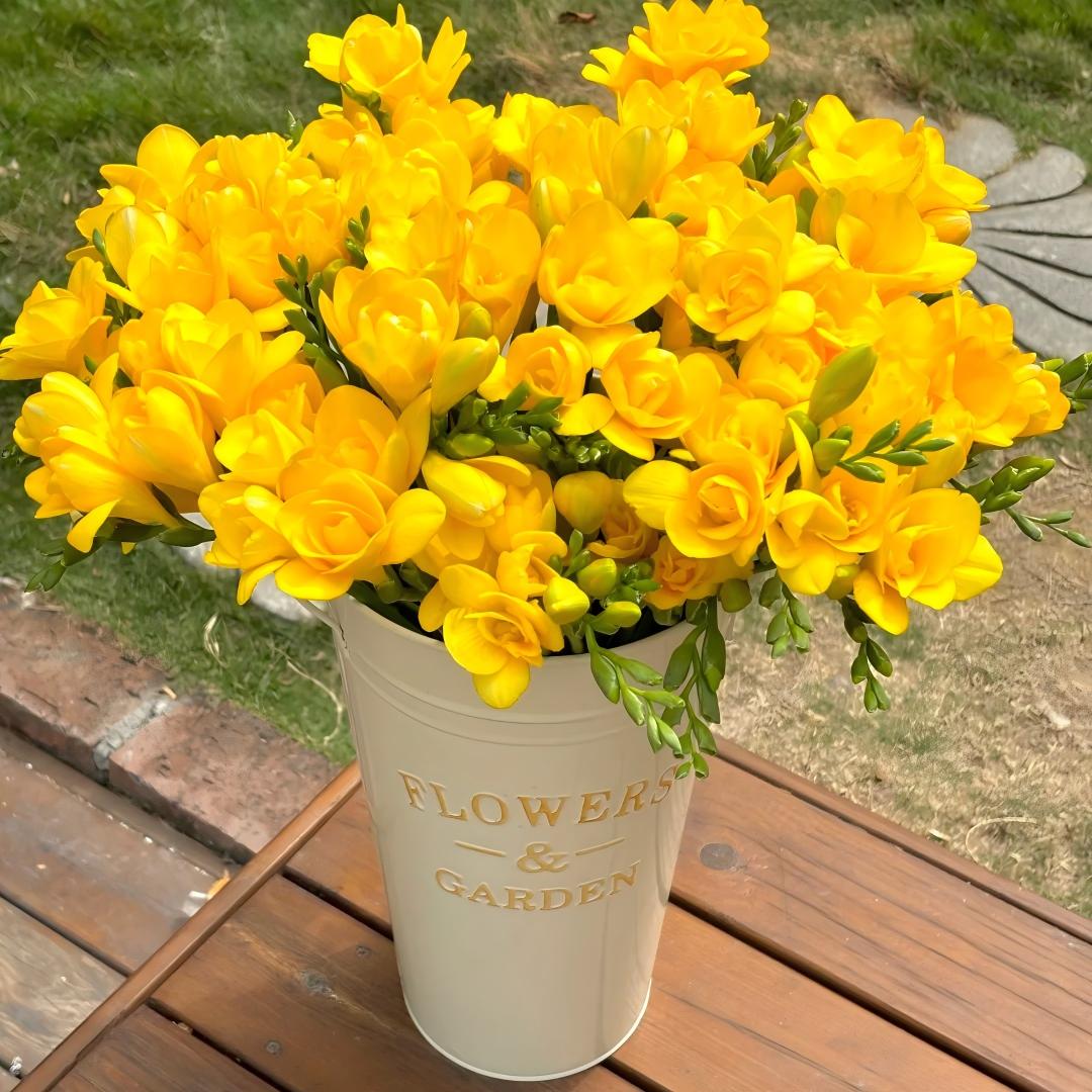 Freesia Bulbs-World Famous Fragrance