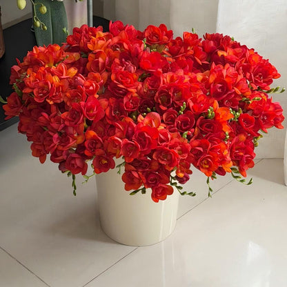 🌷Freesia Bulbs-World Famous Fragrance