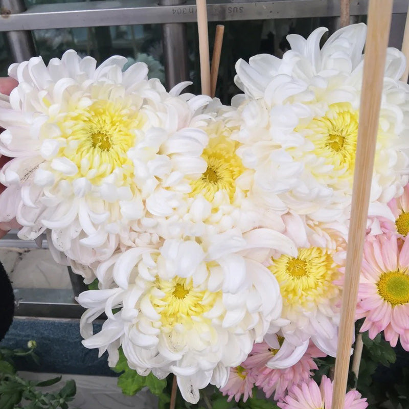 🌺The Flower of Elegance🌼Giant Chrysanthemum Seeds