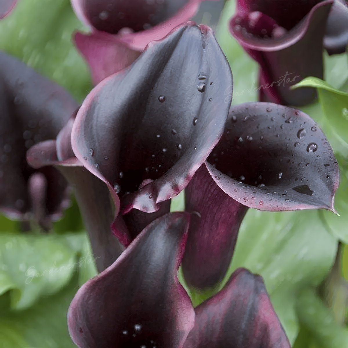 Rare Black and Red Bicolor Series Flower Seeds
