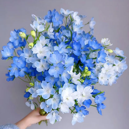 Freesia Bulbs-World Famous Fragrance