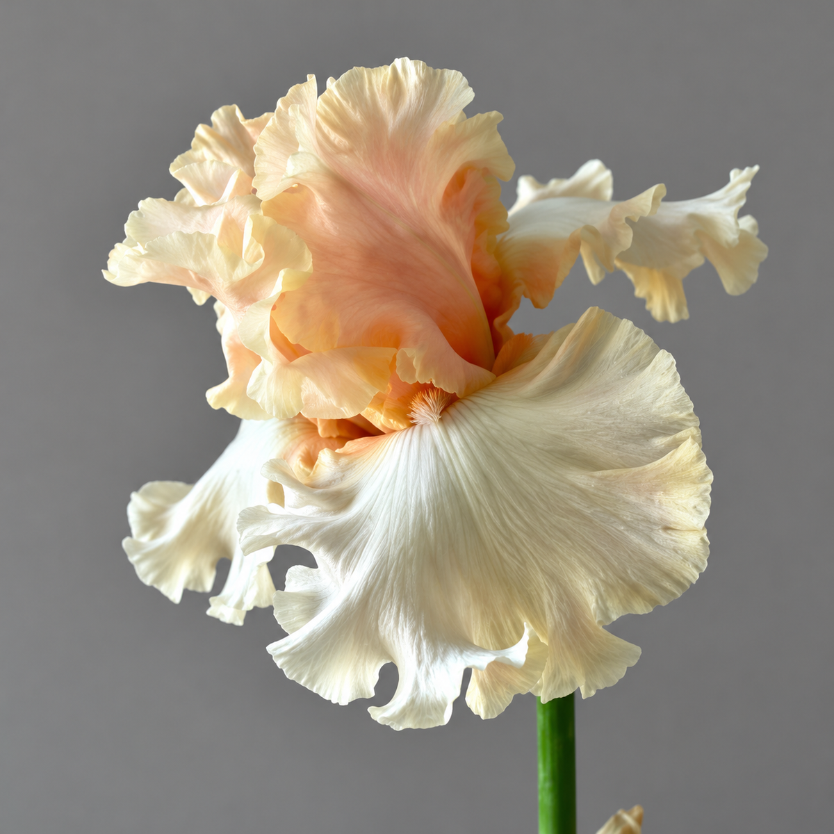 ⚜️German Bearded Iris Bulbs-Dramatic Ruffled Blooms•Lasting Perennial Beauty