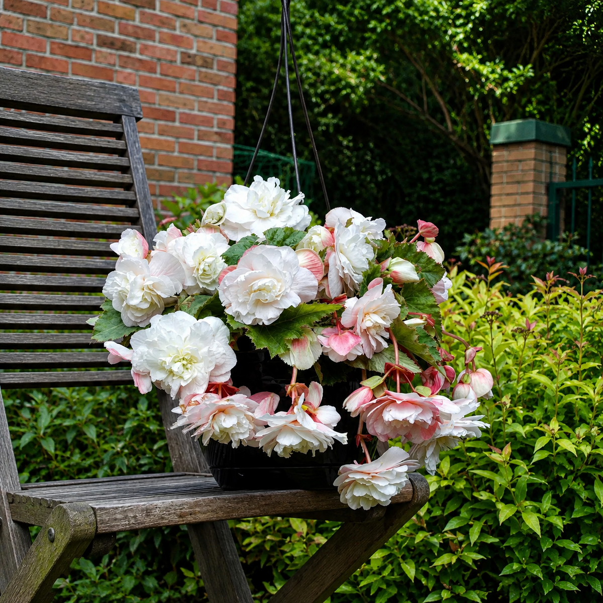 🌺Weeping Begonia Bulbs-Stunning Hanging Basket Flowers