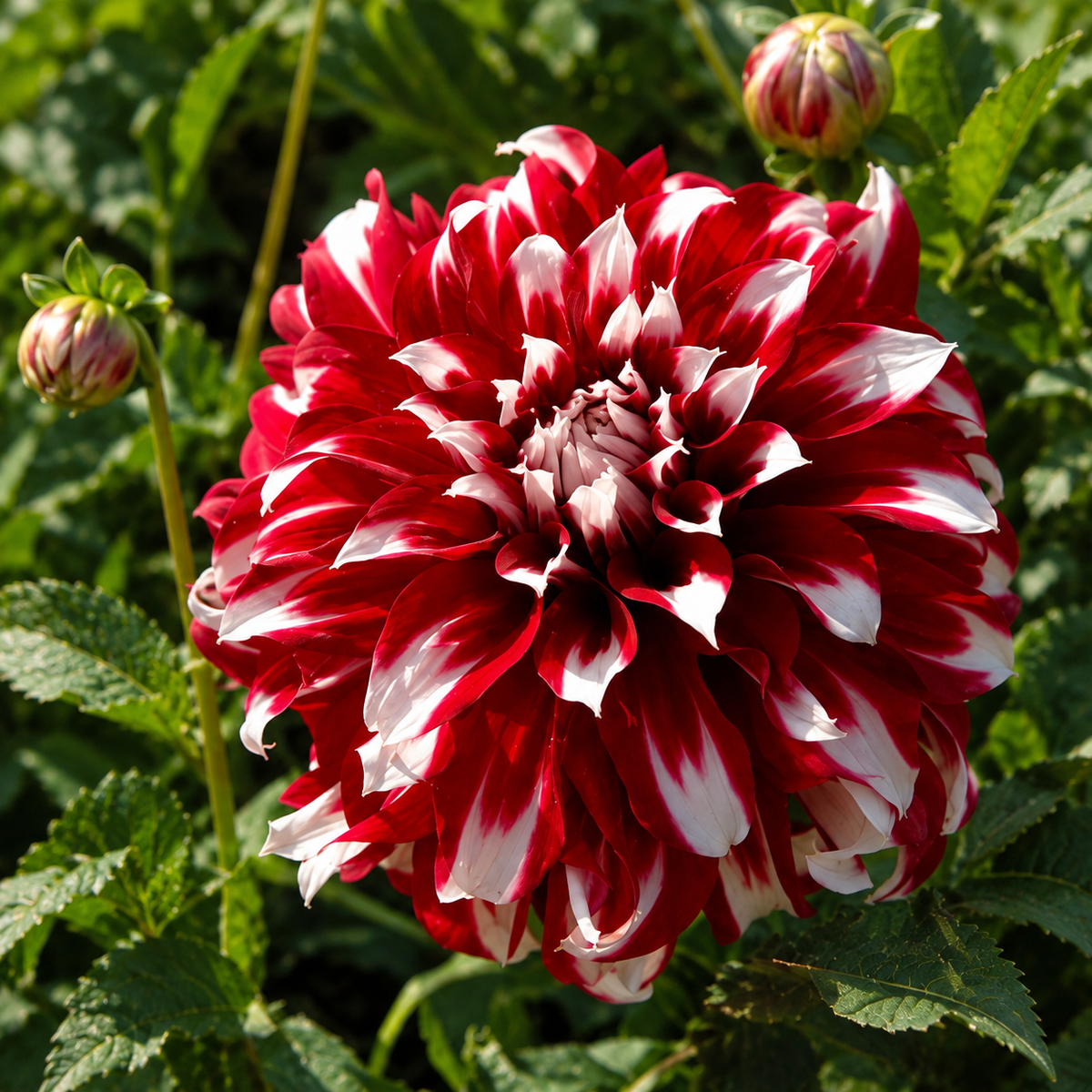🎅  'Santa Claus' Dahlia Bulbs