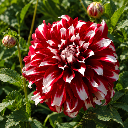 🎅  'Santa Claus' Dahlia Bulbs