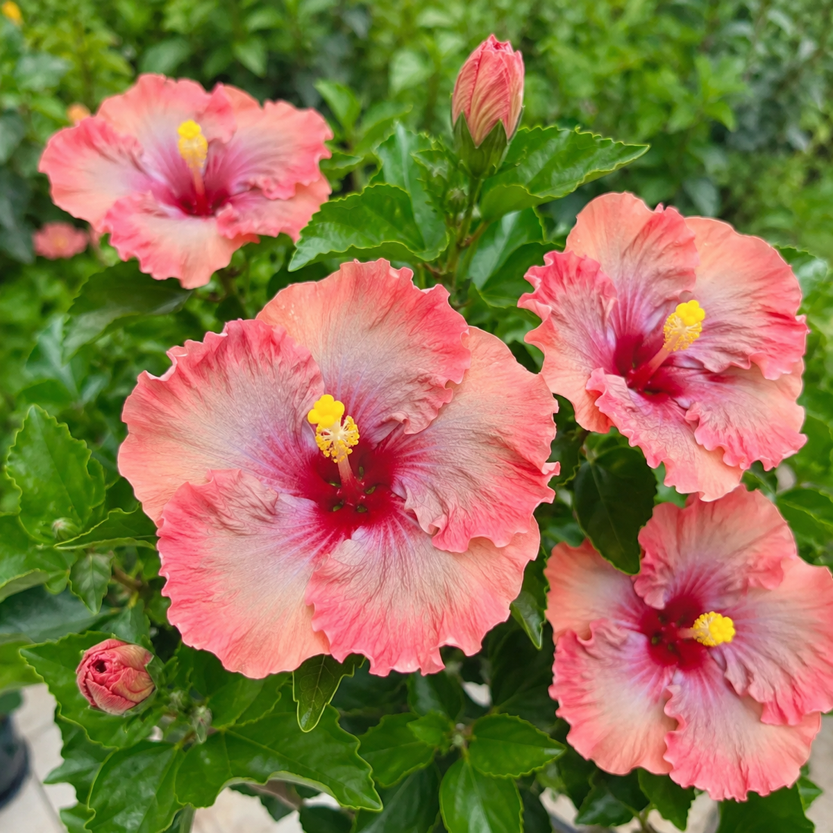 🌺 Premium Hibiscus Seeds-Grow Giant Blooms With Months of Brilliant Color and Effortless Beauty