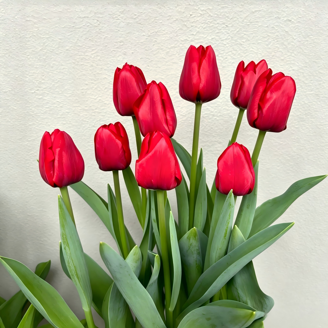 🌷 Premium Tulip Bulbs