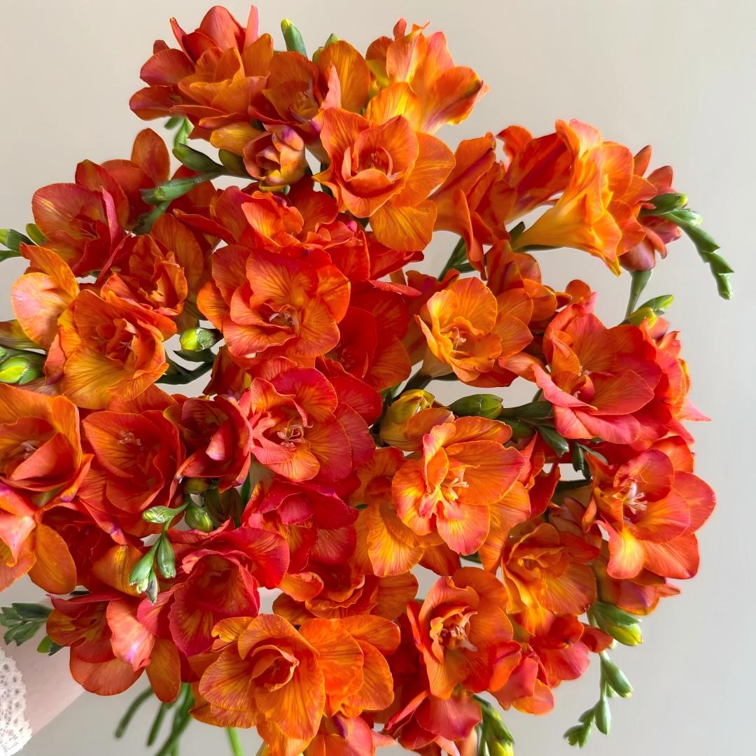 Freesia Bulbs-World Famous Fragrance
