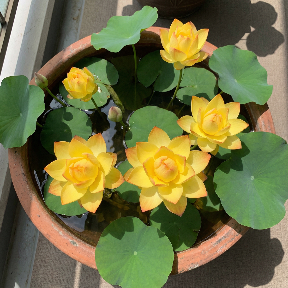 🌄Sunrise Orange Lotus Seeds