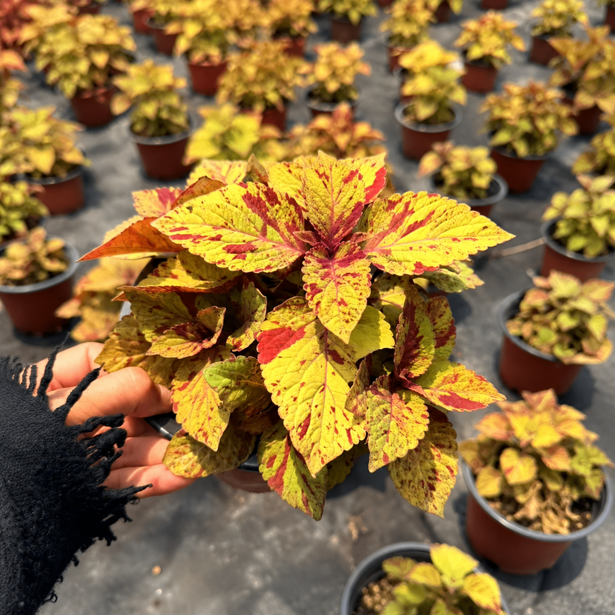 Coleus Seeds