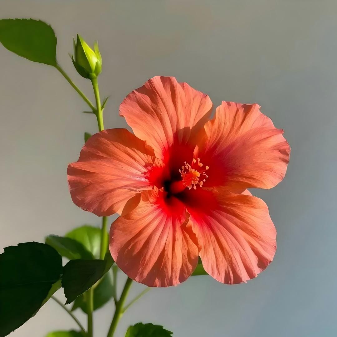 🌺 Premium Hibiscus Seeds-Grow Giant Blooms With Months of Brilliant Color and Effortless Beauty