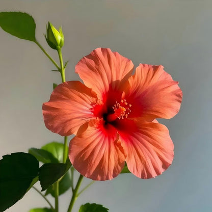 🌺 Premium Hibiscus Seeds-Grow Giant Blooms With Months of Brilliant Color and Effortless Beauty
