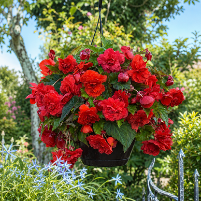 🌺Weeping Begonia Bulbs-Stunning Hanging Basket Flowers