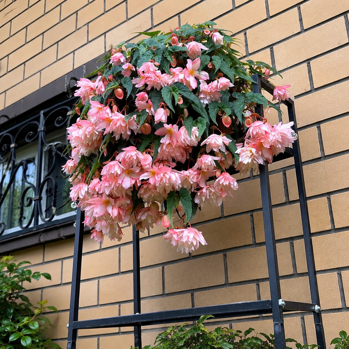 🌺Weeping Begonia Bulbs-Stunning Hanging Basket Flowers