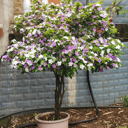 Two-tone jasmine plant-Yesterday-Today-and-Tomorrow💜