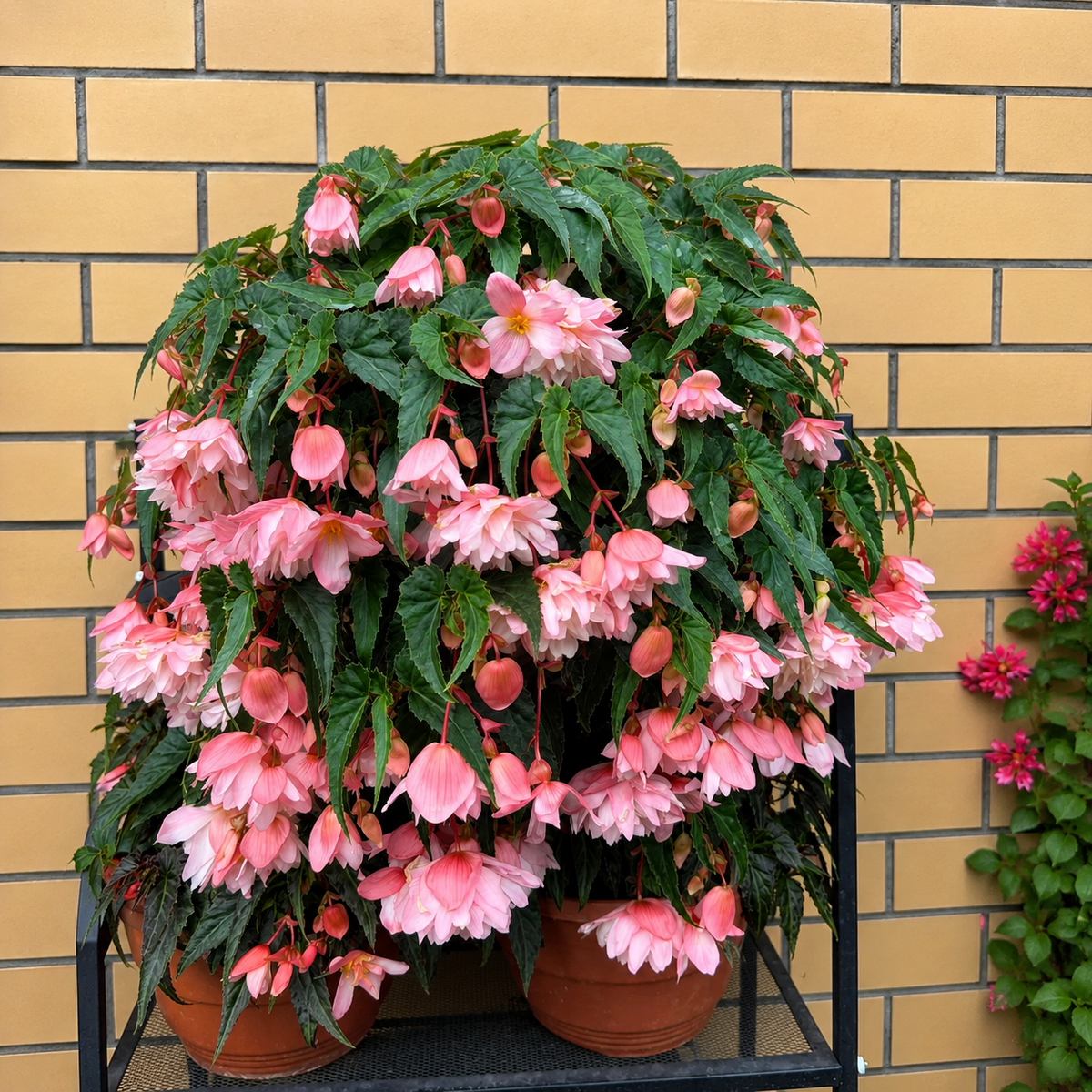 🌺Weeping Begonia Bulbs-Stunning Hanging Basket Flowers