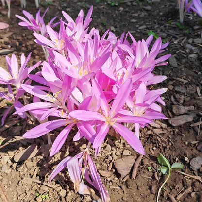 Naked Ladies Colchicum Bulbs - Autumn Blooming Meadow Saffron