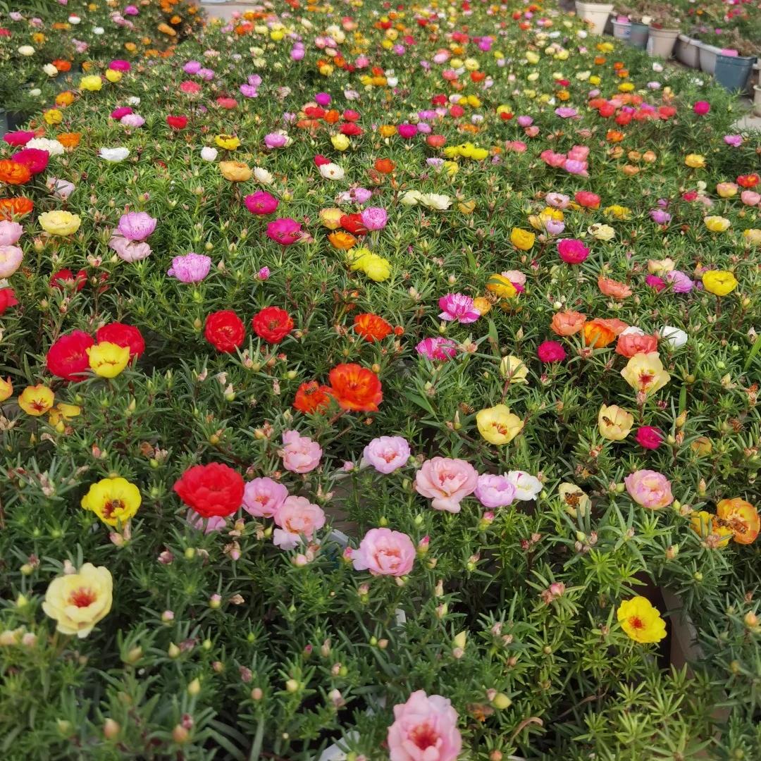 Double-flowered moss rose🌈