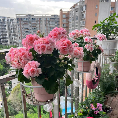 Double Bloom Geranium Seeds