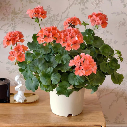 Double Bloom Geranium Seeds