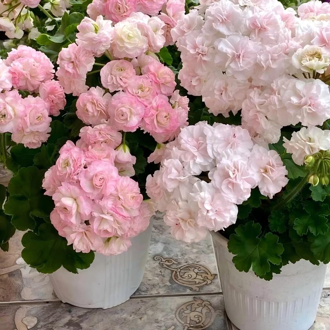 Double Bloom Geranium Seeds