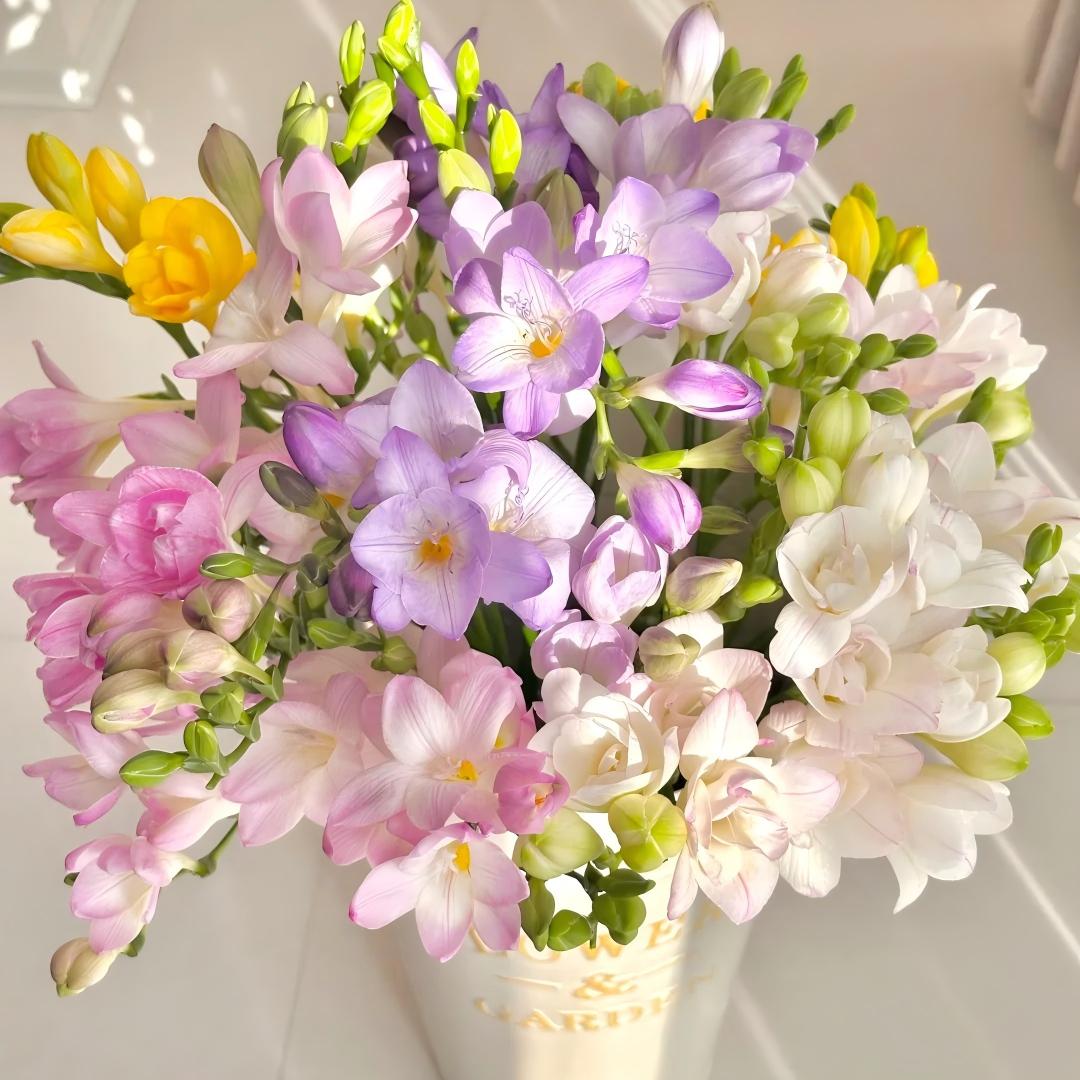 Freesia Bulbs-World Famous Fragrance