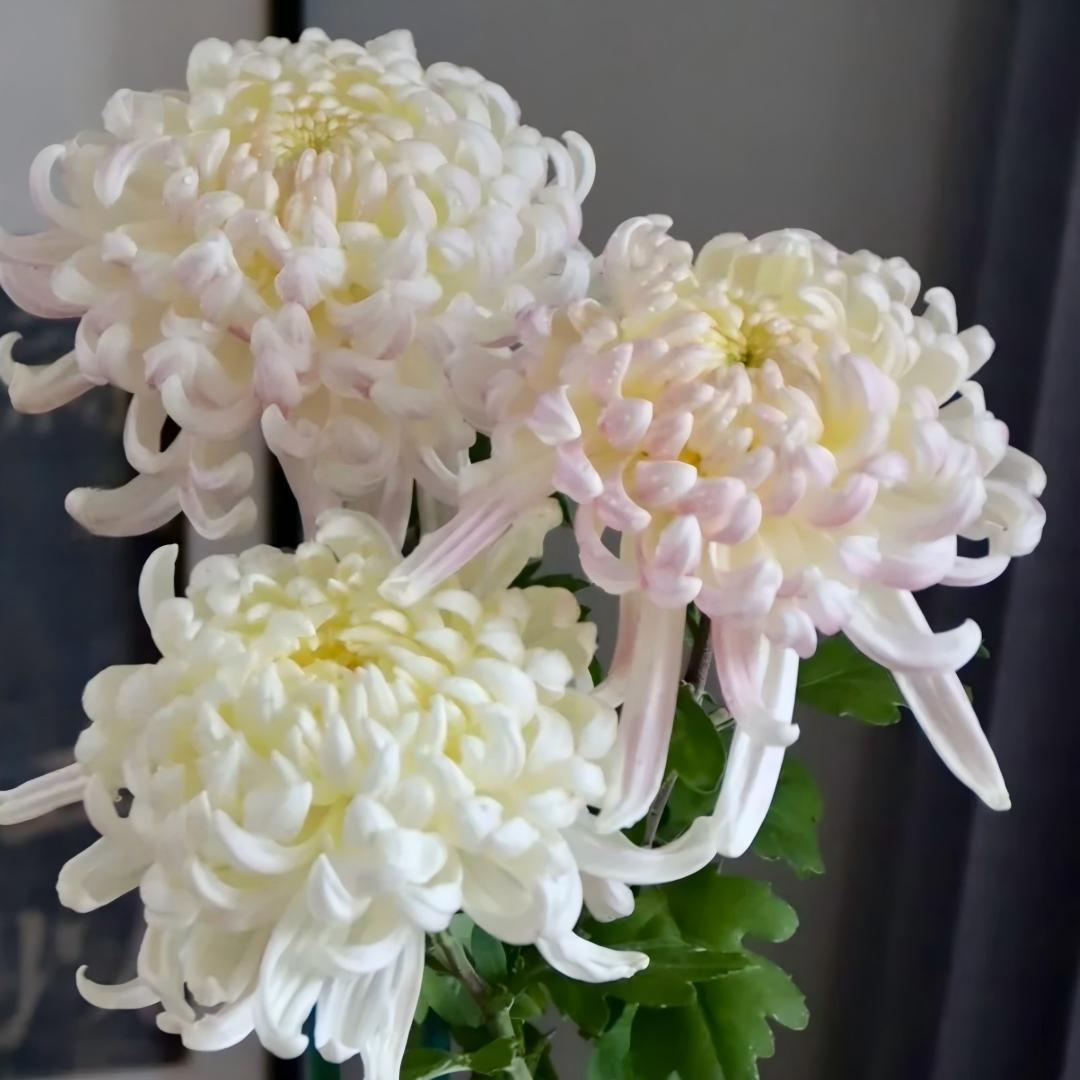 Double Bloom Chrysanthemum Seeds