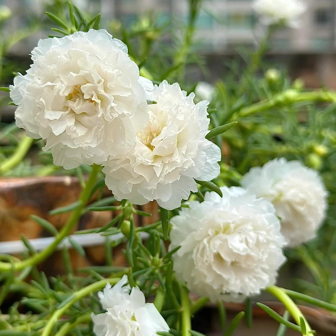 Double-flowered moss rose🌈